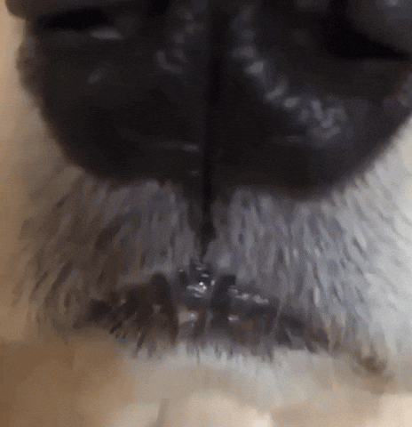 Upvote GIF by Imgur