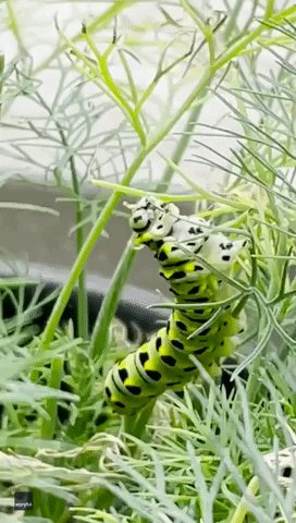 Very Hungry Caterpillar Makes a Meal Out of Woman's Dill Plant