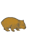elizabeth wombat Sticker by Pan MacMillan