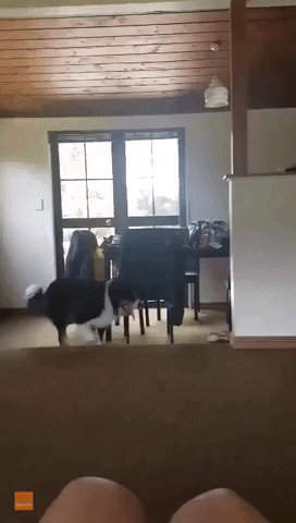Dog Determined to Hunt and Catch Own Shadow