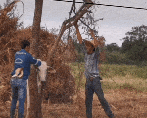 videosgifs giphyupload GIF