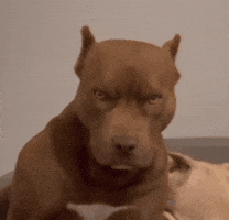 Dog Cr GIF