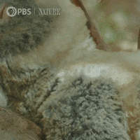 Pbs Nature Animales GIF by Nature on PBS