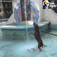 water dogs GIF by The Dodo