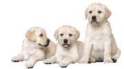 guidedogsaustralia dogs puppy puppies cute dog Sticker