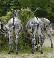 GIF by Planckendael