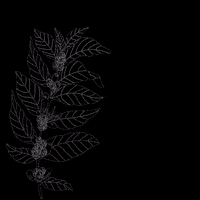 cafesenork  GIF