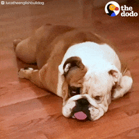 Dog Bulldog GIF by The Dodo
