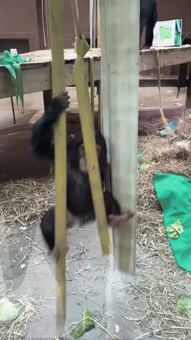 Energetic Apes Celebrate St Patrick's Day in Tennessee