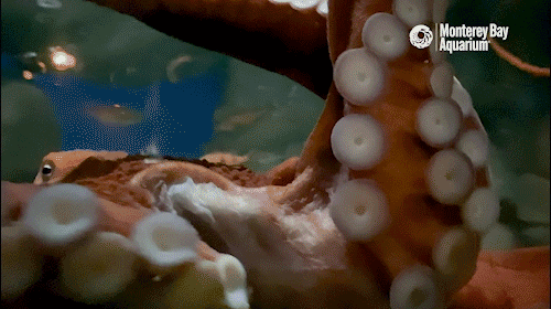 Giant Pacific Octopus Ocean GIF by Monterey Bay Aquarium