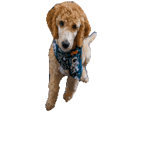 Dog Space Sticker by Geekster Pets