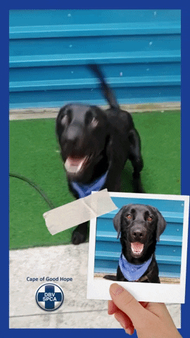SPCA giphyupload GIF