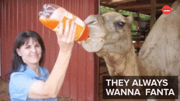 Why Animals Make The Best Friends