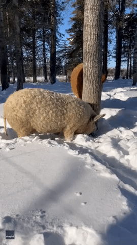 Curly-Haired Mangalica Pigs Enjoy Walk in Snow