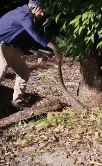 Snake Catcher Seizes Reptile 