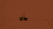 french open sport GIF by Roland-Garros