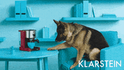 Home Byvanie GIF by Klarstein Slovensko