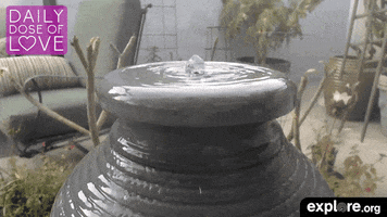 bird GIF by explore.org