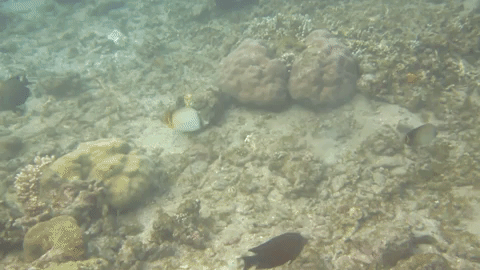 coral butterflyfish GIF