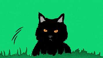 Cat Reaction GIF by Epitaph Records