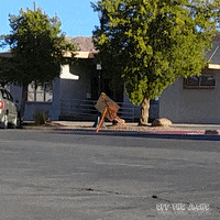 classic car GIF by Off The Jacks