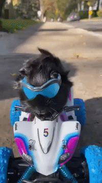 Stylish Guinea Pig Takes a Ride on Toy ATV