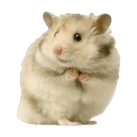 hamster STICKER by imoji