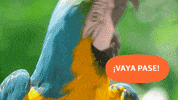 futbol pase GIF by Movistar España