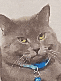 Looking At You Cat GIF