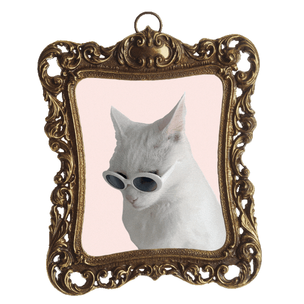 Cat In Sunglasses Sticker