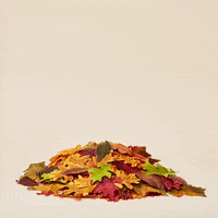 fall autumn GIF by Halo Top Creamery