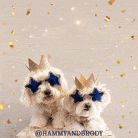1 Billion Dog GIF by HammyandBrody
