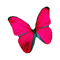 butterfly STICKER by imoji
