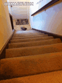 carrot GIF
