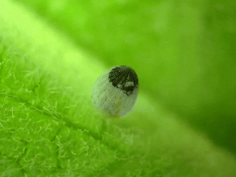 Hungry Time Lapse GIF by Ansel Oommen