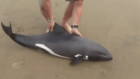 Incredible Rescue of Young Dolphin Caught on Camera