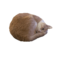 Milton Spinning Cat Sticker