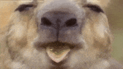 chewing kangaroo GIF by Nat Geo Wild