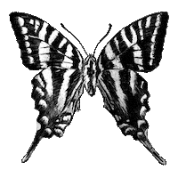 Nashville Tn Sticker by nashᵀᴺ