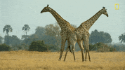 Nat Geo Savage Kingdom GIF by National Geographic Channel
