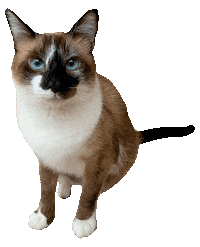 romeuemalelo cat cats gato gatos Sticker
