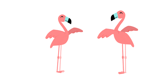 Tambu giphyupload dancing wedding flamingo GIF