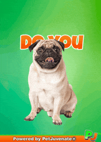 Valentines Day Love GIF by PetJuvenate - PJ