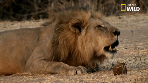 Savage Kingdom Big Cat Week GIF by Nat Geo Wild