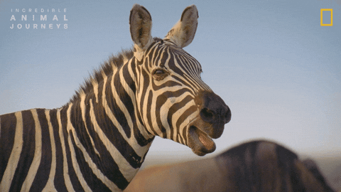 National Geographic Africa GIF by Nat Geo Wild