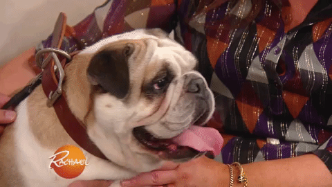 dog puppy GIF by Rachael Ray Show