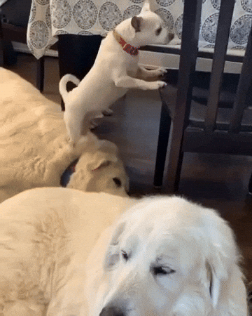 cuteanimalland giphyupload GIF