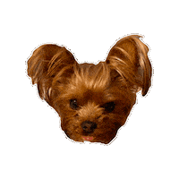 Dog Baby Sticker