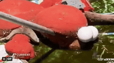 globego giphyupload GIF