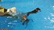 dogs peeing GIF